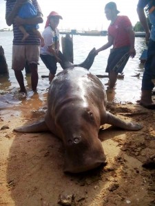 ikan duyung di batu ampar
