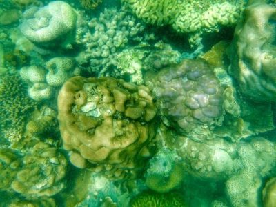 Warta Kepri karang P. Abang foto ricky indrakari