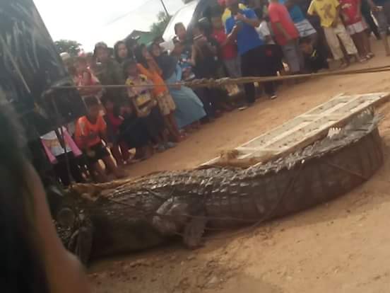 Ada Buaya Ditangkap Warga Batuaji Batam Ada Buaya Ditangkap Warga Batuaji Batam