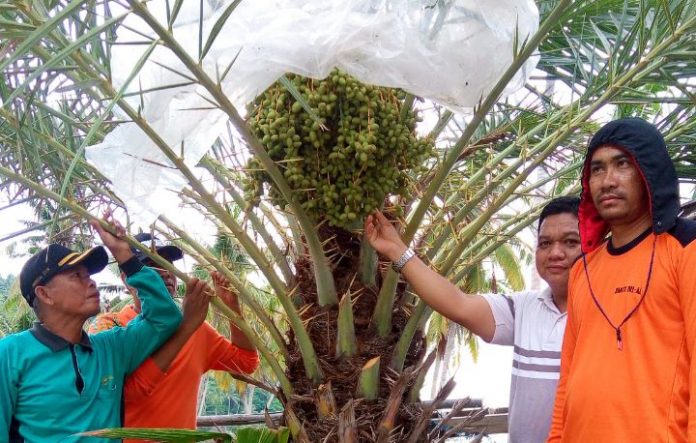 Pohon Kurma di Pulau Laut Natuna