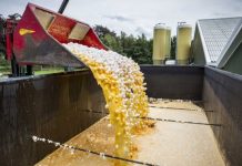 Tercemar Insektisida Fipronil, Negara di Eropa Musnahkan Jutaan Telur Ayam