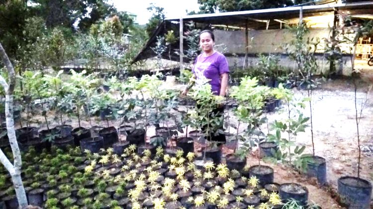 Ingin Bibit Bungga dan Pohon, Beli di Lampu Merah KDA Mulai Harga Rp 3 Ribu