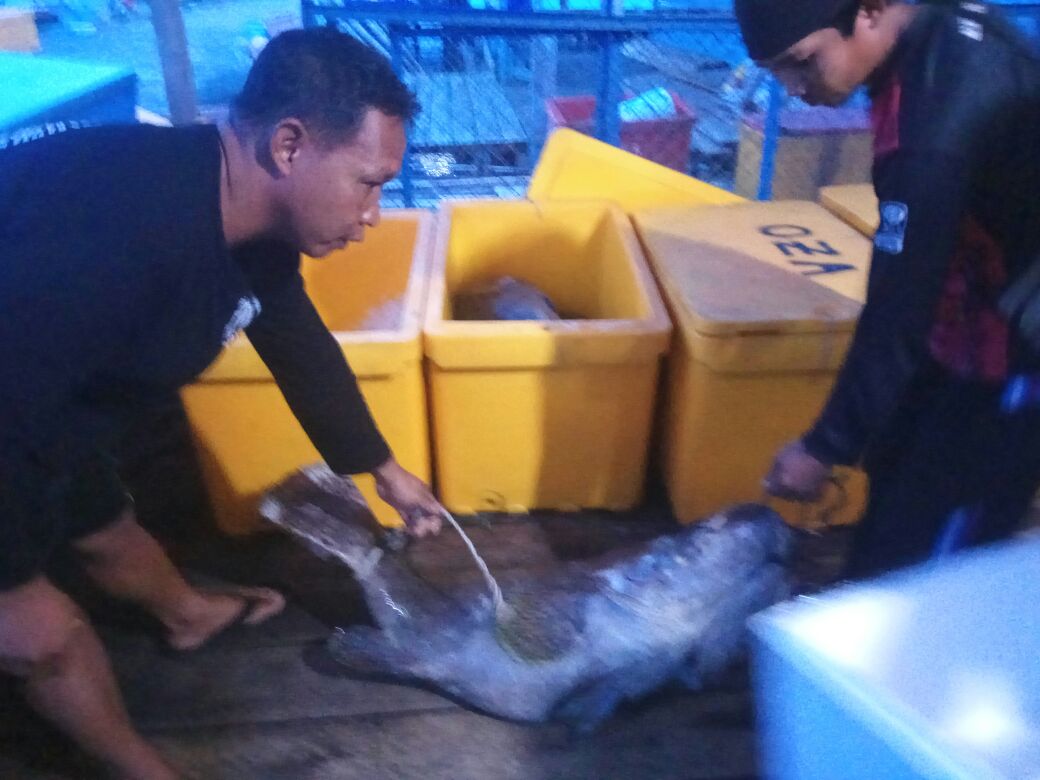 Watimpres ke Natuna, Keran Ekspor Ikan Masih Dibatasi