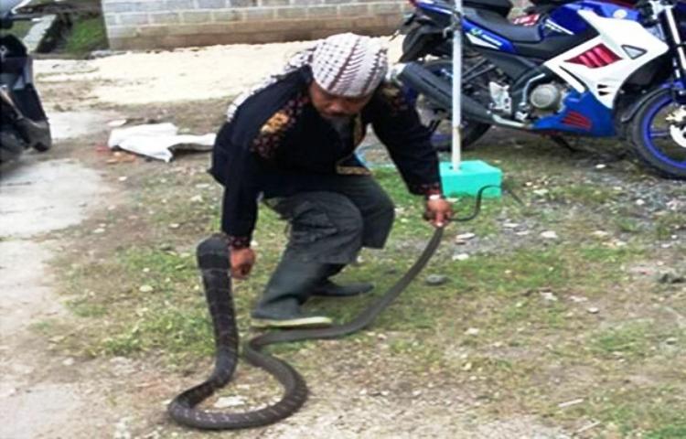 Manusia vs Ular, Istilah Ini Paling Cocok Gigit Balas Gigit Wartakepri, manusia dan cobra
