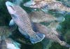 Tuhan Anugerahkan Ikan Napoleon dan JICA di Laut Natuna Utara, Pasar Asia Menunggu