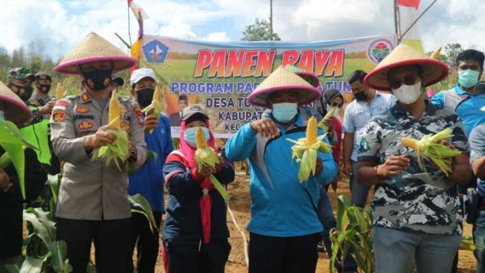 Panen Raya Jagung Kampung Bintan