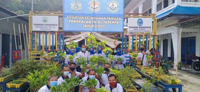 Sayur Sawi Lanal Tarempa