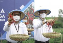 Dukung Produksi Cabai hingga 20 Ton per Hektar, Amsarkar Apresiasi Teknologi Proliga cabai Teknologi Proliga