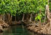 Mengenal Lebih Dalam Hutan Mangrove serta Dampak Kerusakan dan Cara Menyadarkan Masyarakat Hutan Mangrove Karimun Tulisan Mahasiswa Umrah