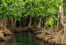 Mengenal Lebih Dalam Hutan Mangrove serta Dampak Kerusakan dan Cara Menyadarkan Masyarakat Hutan Mangrove Karimun Tulisan Mahasiswa Umrah