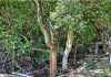 Ekosistem Penting Langka yang Semakin Terancam di Hutan Mangrove Desa Pongkar Karimun Hutan Mangrove Desa Pongkor Karimun