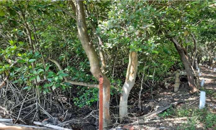 Hutan Mangrove Desa Pongkor Karimun Hutan Mangrove Desa Pongkor Karimun