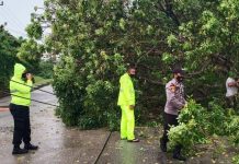 Hujan Deras Disertai Angin Kencang, Sebabkan Pohon Besar Tumbang