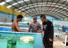 Lanal Batam Gagalkan Penyelundupan Baby Lobster Modus Baru ke Singapura, Pakai Box Ikan Lanal Batam Serahkan Baby Lobster
