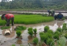 Masyhuri Petani Padi Organik, Beras Sudah Sampai ke Batam