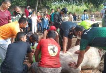 Kodim 0317/ TBK Gelar Shalat Idul Adha dan Sembelih Empat Ekor Hewan Kurban