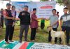 Dari Tahun Ketahun Pendistribusian Hewan Kurban BMH Meningkat. Meydi : Sangat Terbantu, Semoga Amanah