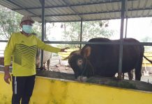 Siapkan Tiga Kapal Angkut, Pedagang Ternak di Batam Tunggu Rekomendasi