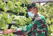 Dimasa Pandemi Covid-19, Kodim 0315/Bintan Kembangkan Hidroponik