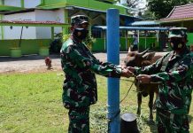 Lantamal IV Sembelih 14 Ekor Hewan Kurban, Dibagikan ke Rumah-Rumah Warga