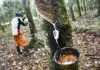 Harga Olahan Karet di Provinsi Riau Naik Rp 1.900 per Kg Dari Minggu Lalu