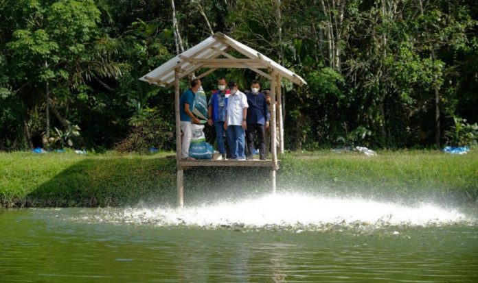 Kolam ikan patin di Desa Wisata Koto Masjid, Kampar, Riau (foto net)