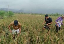 Panen Padi Varietas Siam Siam di Desa Panggak Darat Lingga Panen padi Sawah di Desa Panggak Darat