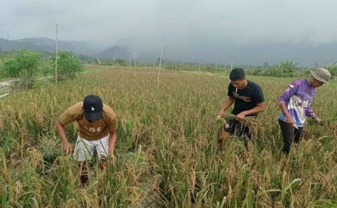 Panen padi Sawah di Desa Panggak Darat