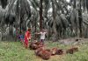 Fenomena Tinggi Harga Pupuk, Petani Riau Teriak