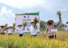 Kapolres Bintan Hadiri Launching Agrowisata Persawahan Dan Panen Padi Di Poyotomo, Bintan
