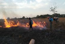 Hari Satwa Sedunia, Gajah Masih Jadi Sasaran Perburuan Liar dengan Cara Membakar Hutan Gajah dan Pemadaman Taman Nasional Way Kambas