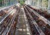 Animal Friends Jogja Soroti Bisnis Ayam Petelur dengan Sistem Kandang Baterai Animal Friends Soroti Ayam Petelur dengan Sistem Kandang Baterai