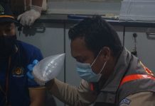 BC Amankan Ribuan Bibit Lobster Tujuan Singapura Senilai Rp 1, 5 miliar, Pelaku Kabur