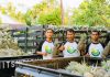 Wow! Beli Nanas Farmili Dapat Emas Antam Khusus Reseller Wilayah Batam Nanas Farmili