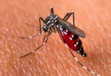 2 Warga Terjangkit DBD di Bintan Utara, Masyarakat Keluhkan Lambat Bereaksi Pemkab Waspada Demam Berdarah