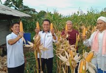 Panen Jagung Paguyuban Tandem, Khazalik Dukung Bintan Dikembangkan Jadi Food Estate Panen Jagung di Bintan