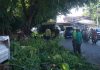 Dinas Perkim Tanjungpinang Lakukan Pemangkasan Pohon dan Bertahap Layanani Masyarakat Dinas Perkim Tanjungpinang Lakukan Pemangkasan Pohon