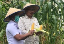 Reintegrasi Sosial WBP, Panen Perdana Jagung, Yogi: Bekal Warga Binaan Setelah Bebas Reintegrasi Sosial bidang pertanian, Rutan Kelas IIB