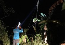 Listrik PLN Letung Padam Total akibat Dihantam Pohon Kelapa Tumbang Listrik PLN Letung Padam Total akibat Dihantam Pohon Kelapa Tumbang