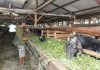 Ketiadaan Stok Kambing, Akikah Warga Batam Terancam Tertunda Stok kambing akikah