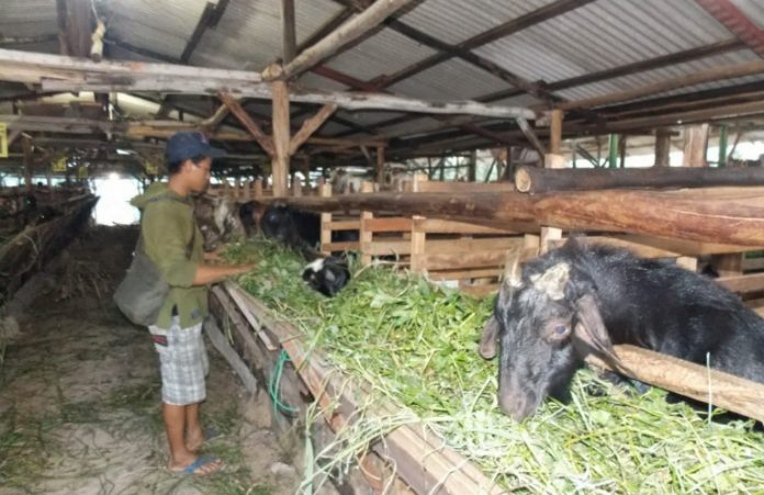 Stok kambing akikah