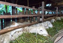 Kambing dari Lampung Tengah Dikirim ke Batam, Pelabuhan Punggur Jadi Pintu Masuk Kambing