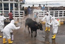 320 Ekor Sapi Asal Lampung Tengah Tiba di Pelabuhan Sekupang dan Langsung Diisolasi di Dangas Lampung Tengah