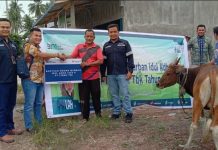 37 Hewan Kurban Dari PT Timah Siap Distribusikan Ke Masyarakat Karimun dan Meranti