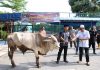 Merayakan Idul Adha, Polresta Barelang Kurban 10 Ekor Sapi dan 10 Ekor Kambing