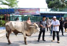 Merayakan Idul Adha, Polresta Barelang Kurban 10 Ekor Sapi dan 10 Ekor Kambing