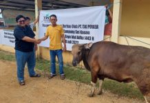 Kegiatan Tahunan Sejak Tahun 2012, TJK Power Salurkan 6 Ekor Sapi Kurban TJK Power Salurkan 6 Ekor Sapi Kurban