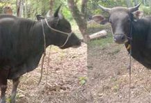 Bantuan Sapi Kurban Presiden RI Untuk Masyarakat Anambas Gunakan Sapi Lokal sapi anambas