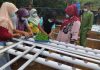 Ketahanan Pangan Warga Stunak, PT Timah Kembangkan Pertanian Hidroponik