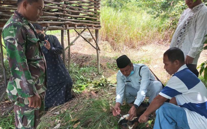 Dinas Peternakan Kabupaten Karimun memberikan vaksin kambing, dalam kegiatan sosialisasi program TMMD